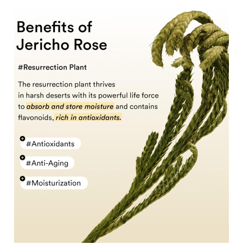 Abib - Augen-Kontur-Patches Collagen Jericho Rose Jelly