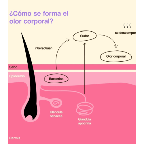 Freshly Cosmetics – Natürliches, aluminiumfreies Deodorant