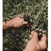 La Provençale Bio - Anti-Aging-Augenkontur - Bio-Olivenöl