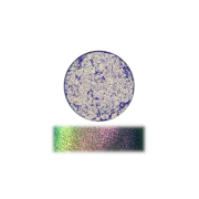 The Pastel Roses - Multichrome Single Eyeshadow - Prism